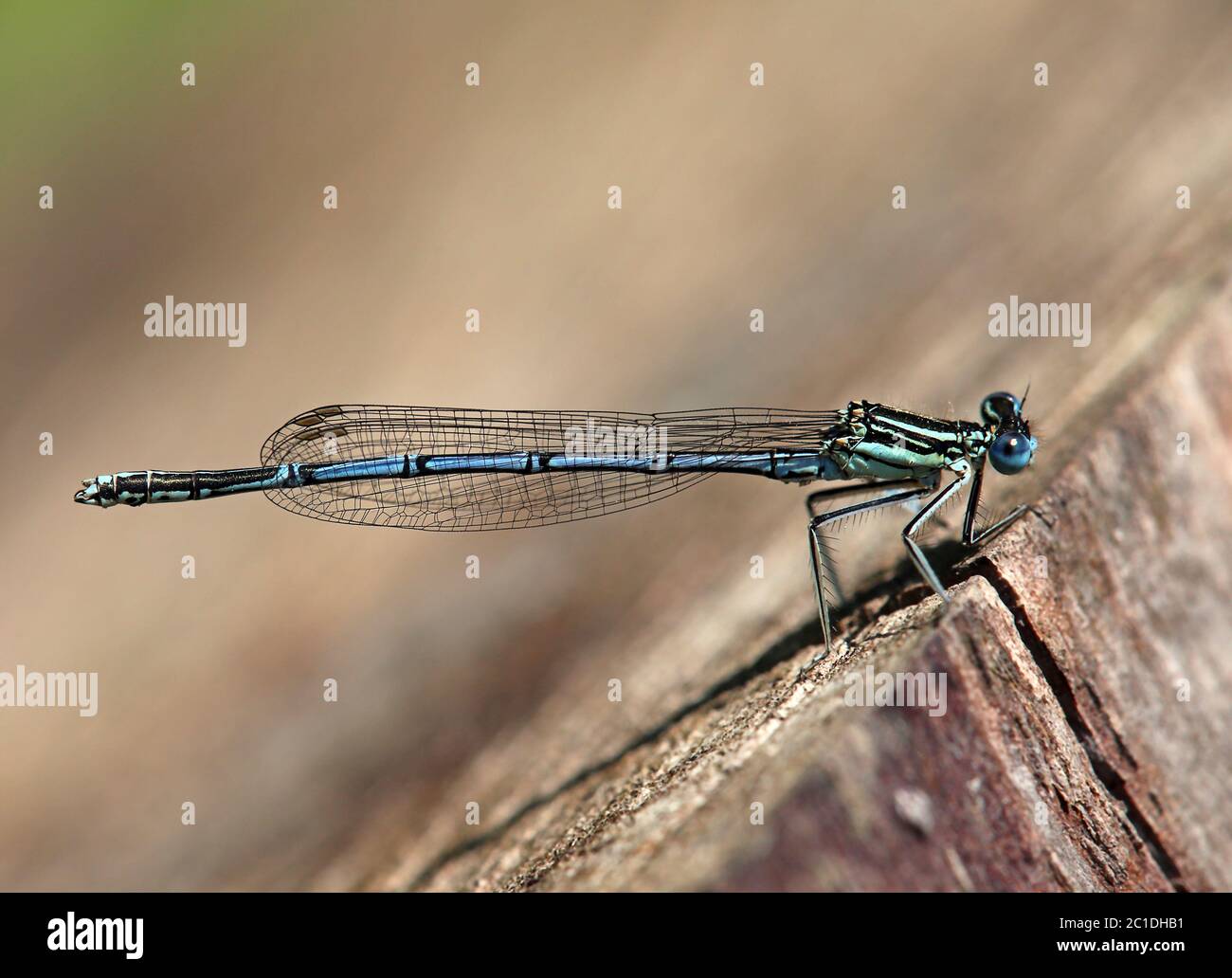 male blue federlibelle platycnemis pennipes from mindelsee Stock Photo