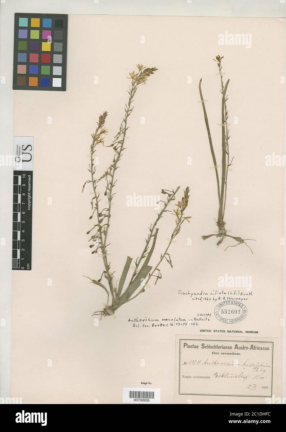 Anthericum maculatum Poelln Anthericum maculatum Poelln. Stock Photo