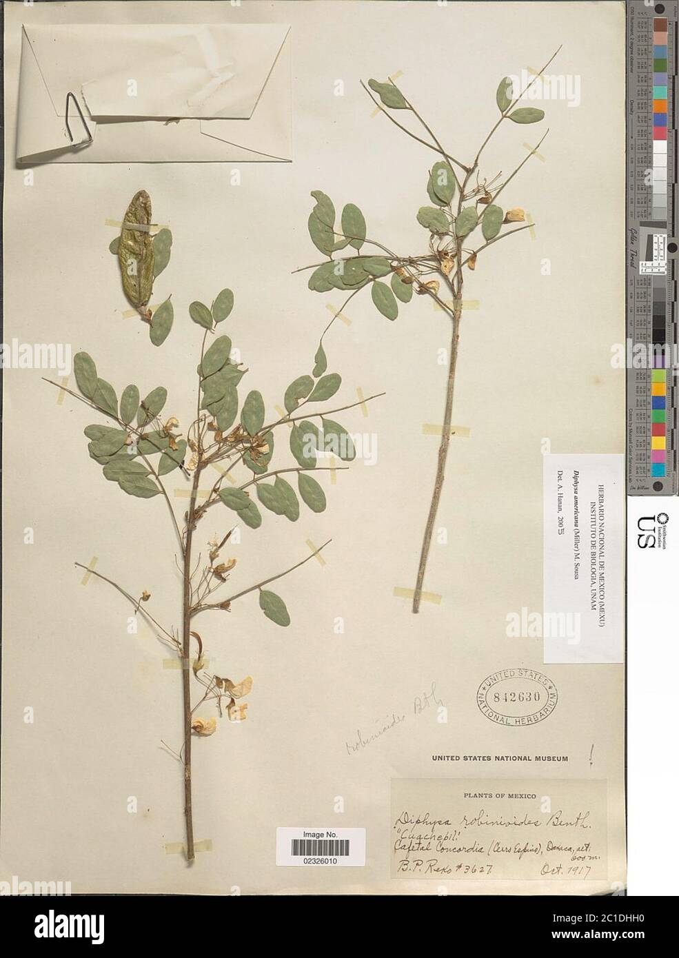 Diphysa americana Mill M Sousa Diphysa americana Mill M Sousa Stock