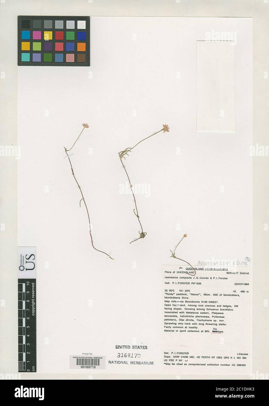 Laxmannia compacta Conran P I Forst Laxmannia compacta Conran P I Forst