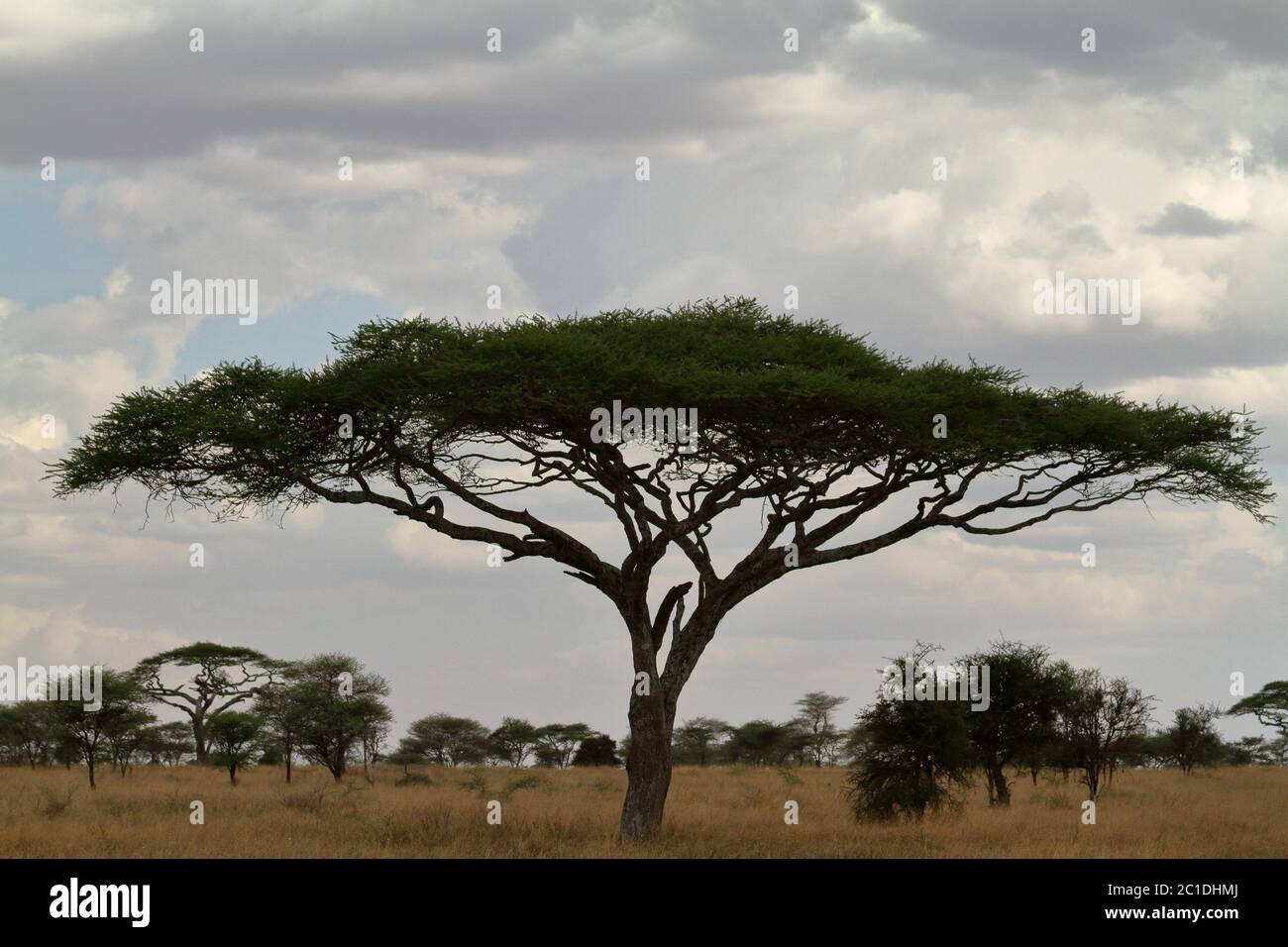 Acacia savannah hi-res stock photography and images - Alamy