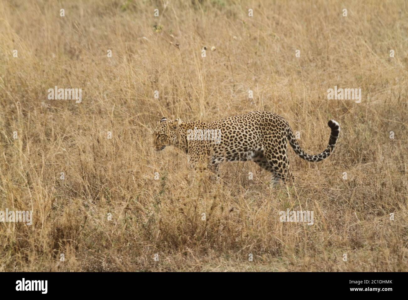Leopards in the Savannah in the Serengeti Stock Photo