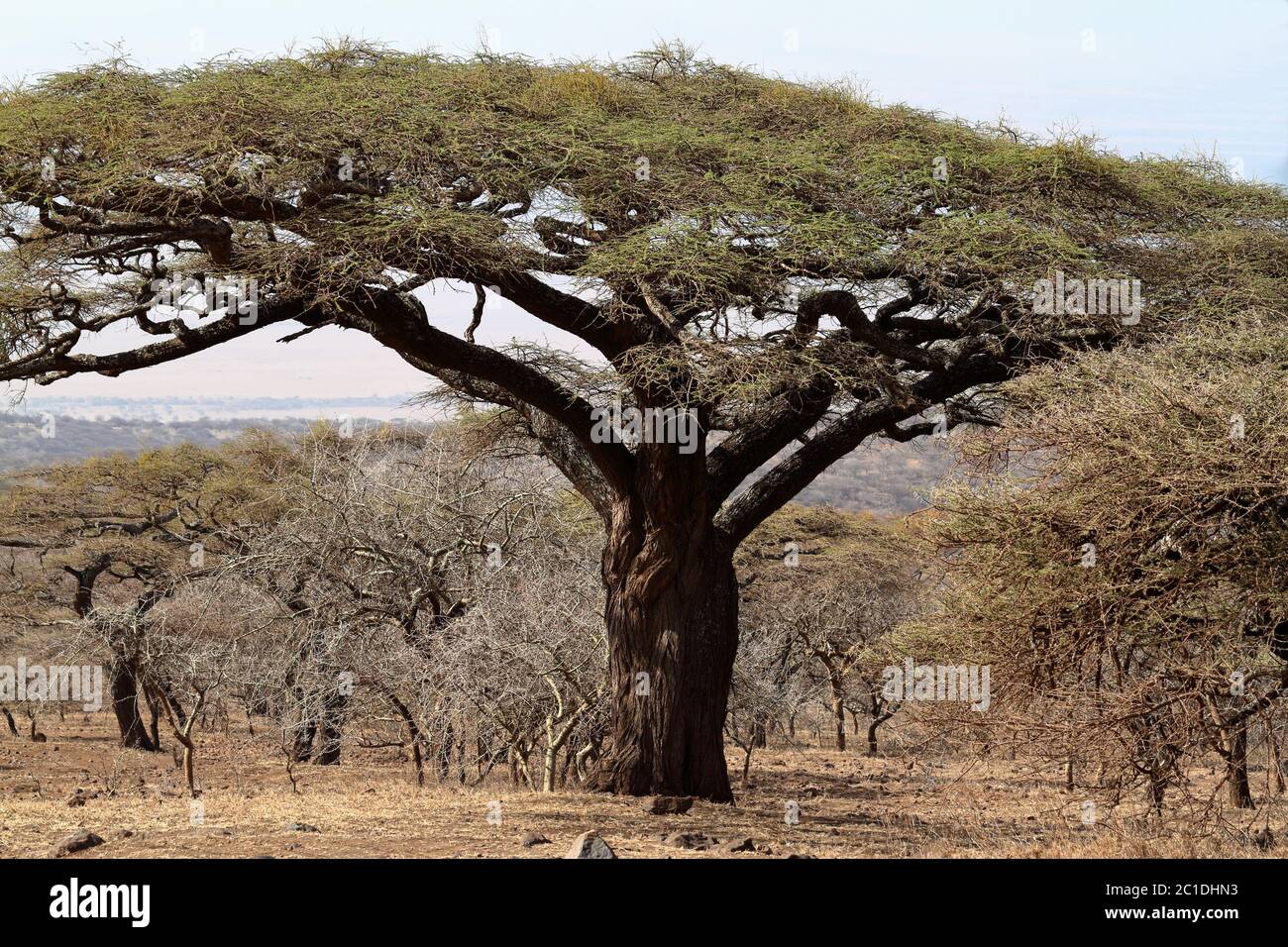 Acacia savannah hi-res stock photography and images - Alamy