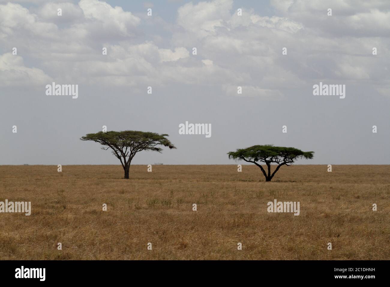 Acacia savannah hi-res stock photography and images - Alamy