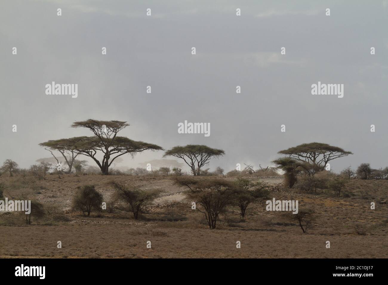 Acacia savannah hi-res stock photography and images - Alamy
