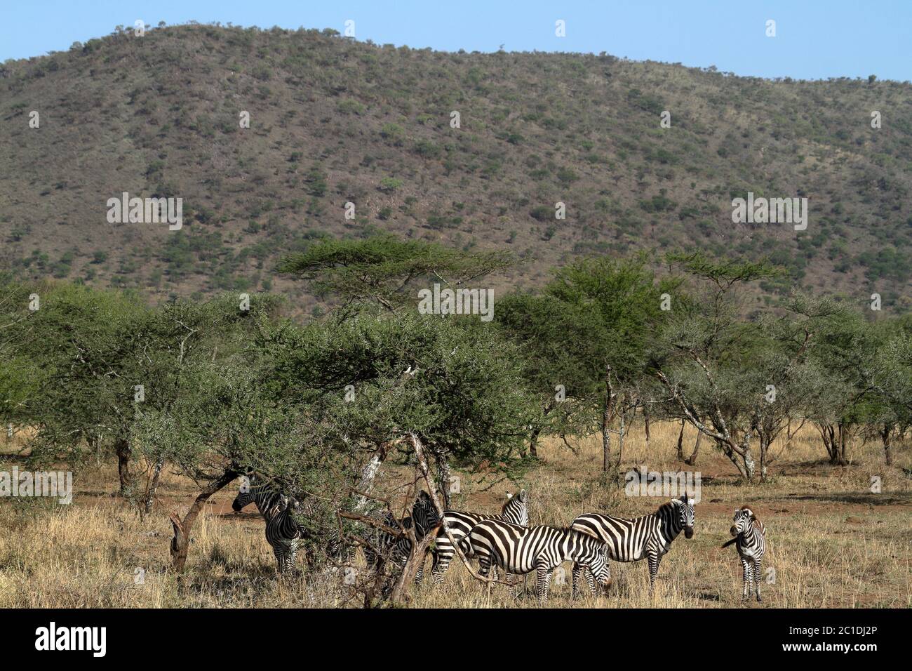 Africa kenya animals savannah hi-res stock photography and images - Alamy