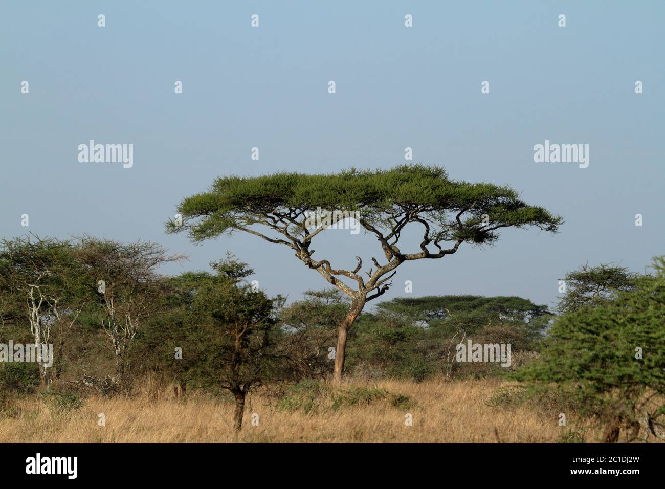 Acacia savannah hi-res stock photography and images - Alamy