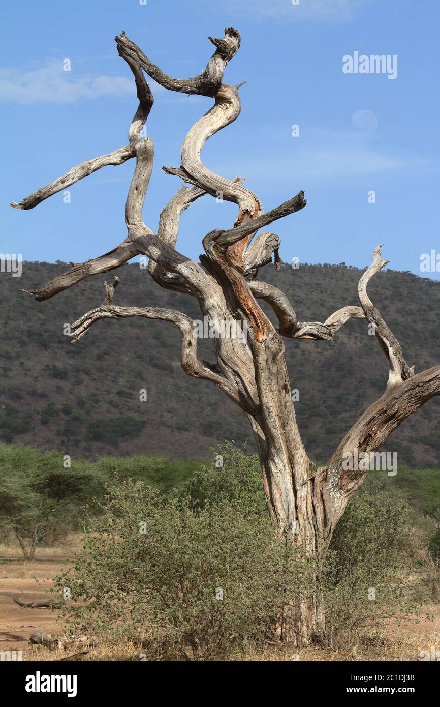 Acacia savannah hi-res stock photography and images - Alamy