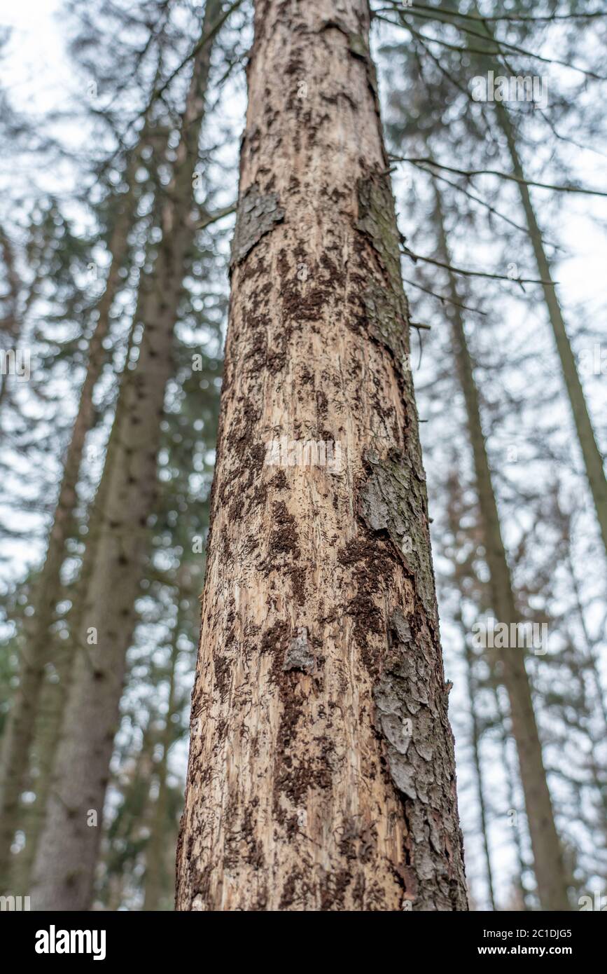 Spruce bark beetle hi-res stock photography and images - Alamy