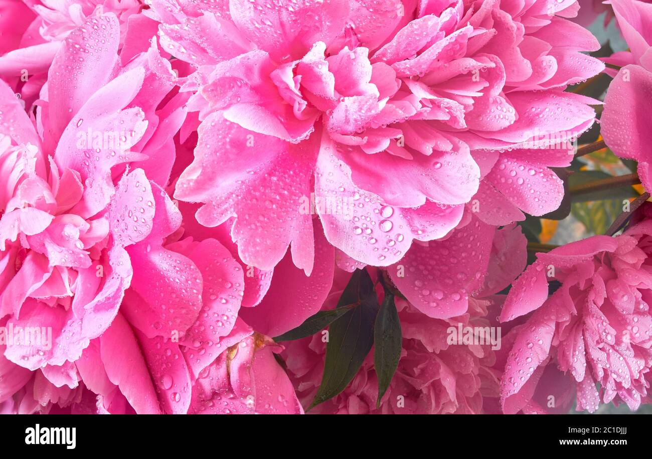 Delicate flowers and buds big pink peonies with drops after rain Stock Photo
