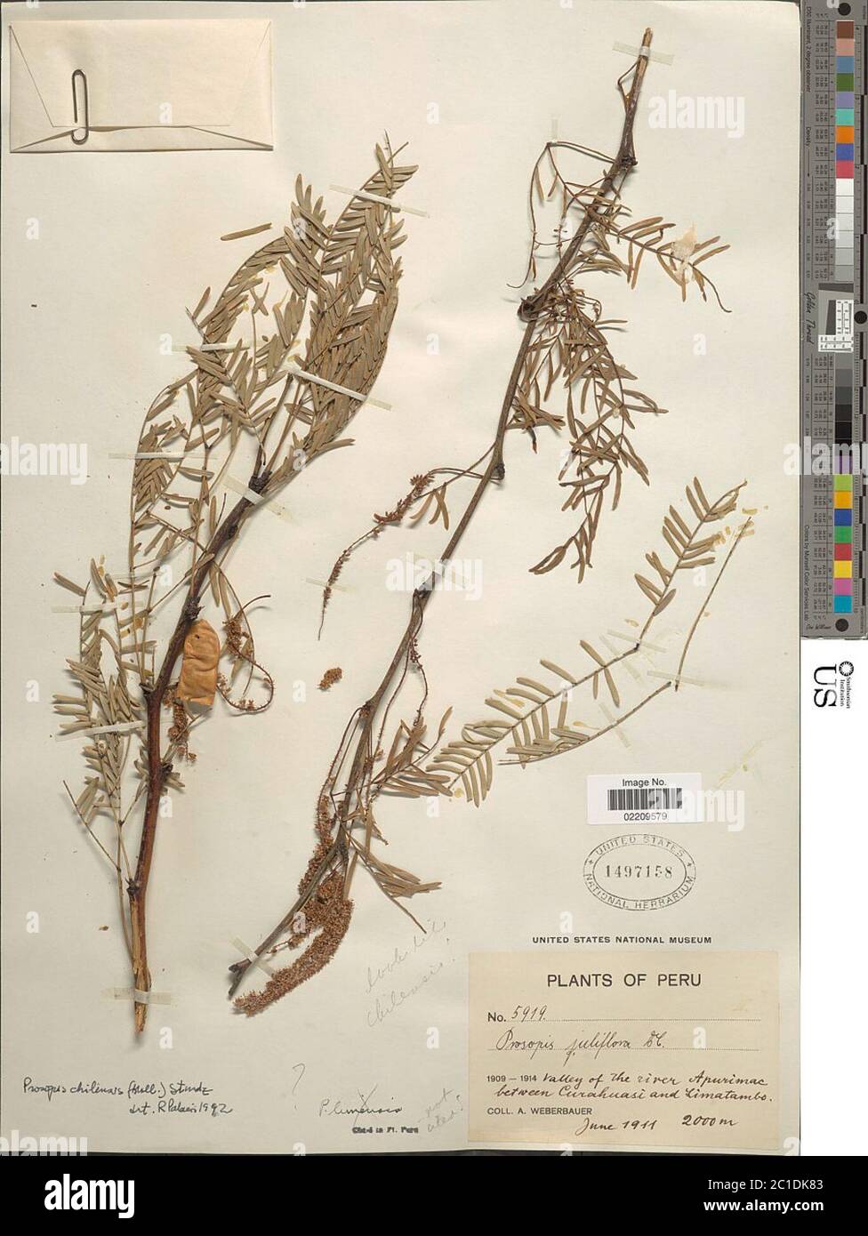 prosopis-chilensis-prosopis-chilensis-stock-photo-alamy