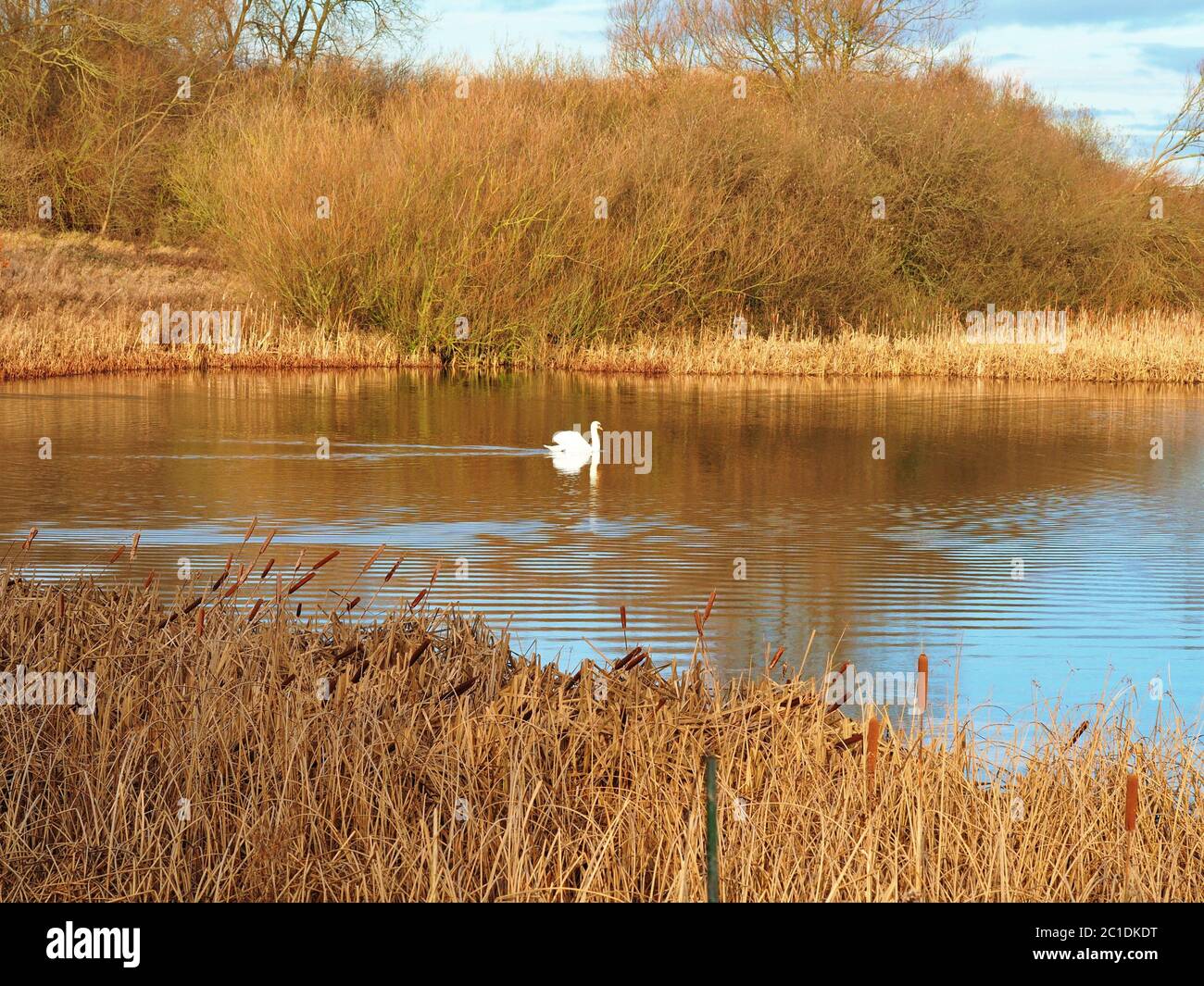 Mute swan in a lake surrounded by golden autumn reeds in Staveley Nature Reserve, North Yorkshire, England Stock Photo