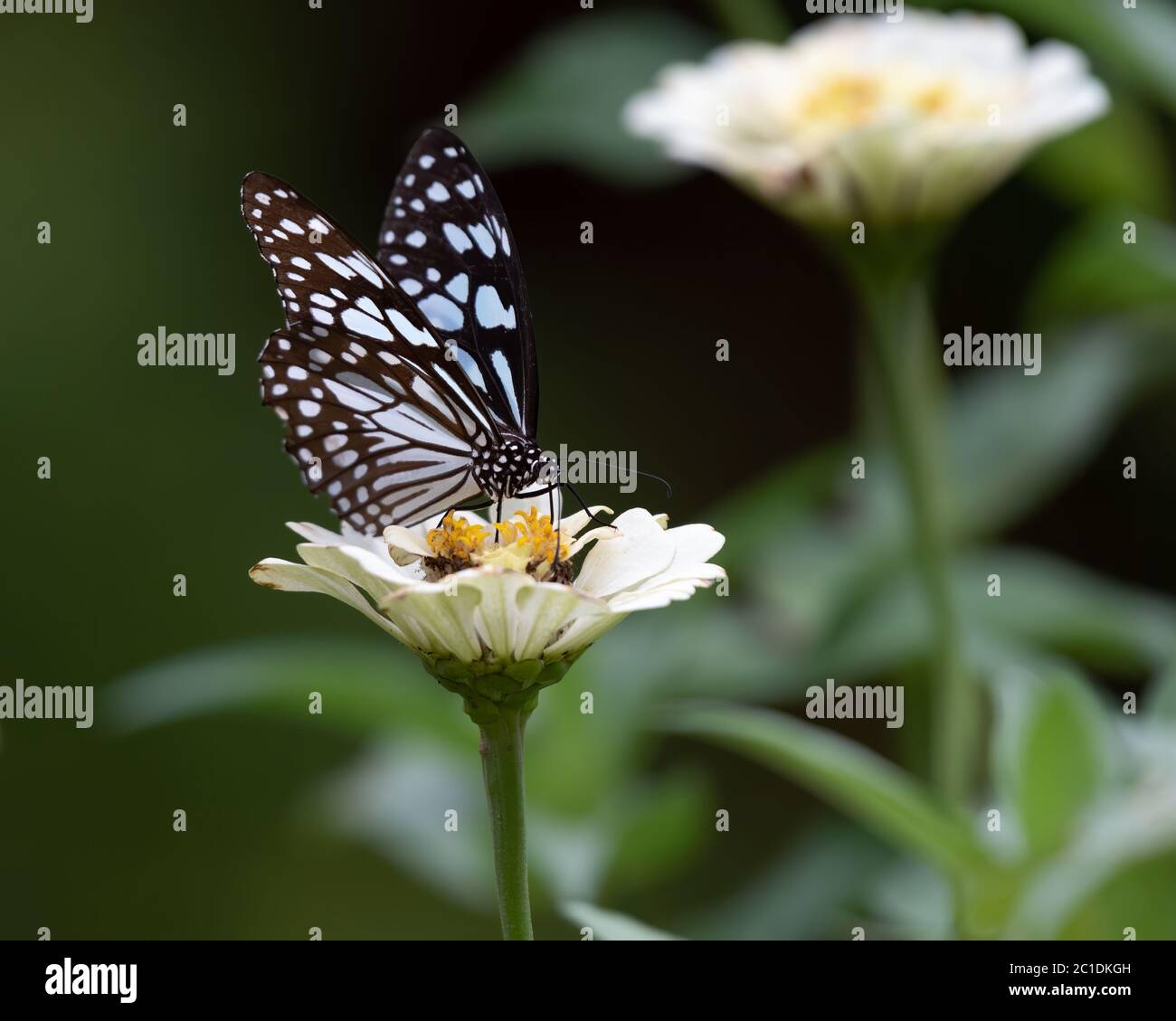 A beautiful Blue Tiger butterfly (Tirumala limniace), feeding on a white zinnia flower in the garden - commonly found in South Asia and Southeast Asia Stock Photo