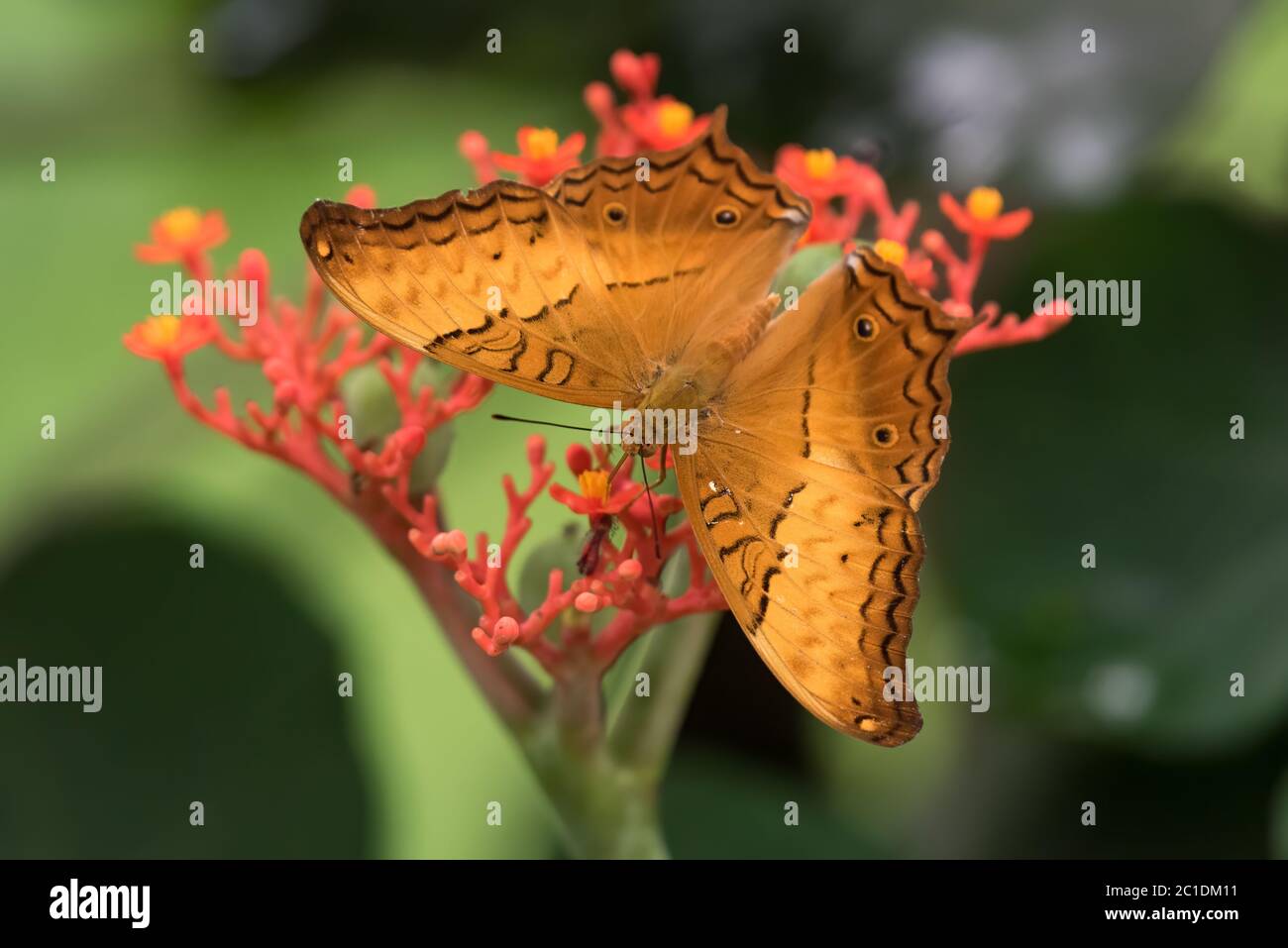 Vindula High Resolution Stock Photography And Images Alamy