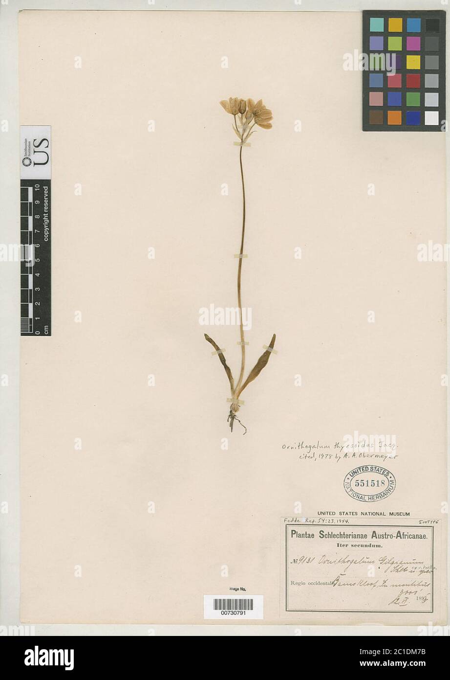 Ornithogalum gilgianum Schltr ex Poelln Ornithogalum gilgianum Schltr ex Poelln. Stock Photo
