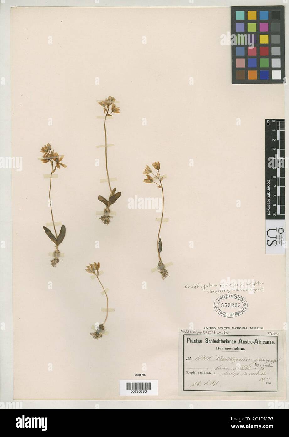 Ornithogalum glaucophyllum Schltr ex Poelln Ornithogalum glaucophyllum Schltr ex Poelln. Stock Photo