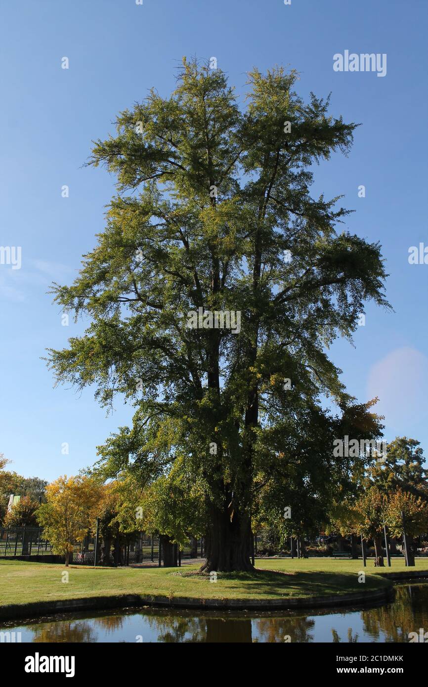 Tree into the park Stock Photo