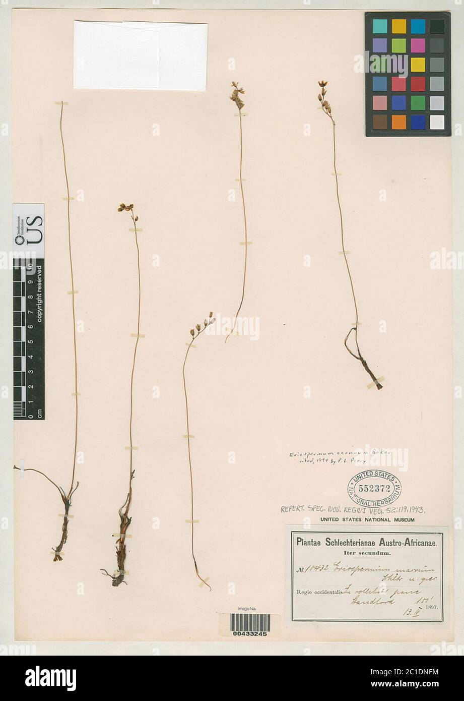 Eriospermum macrum Schltr ex Poelln Eriospermum macrum Schltr ex Poelln. Stock Photo