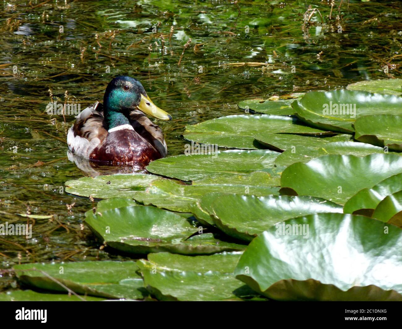 Garden pond with beautiful feathered male mallard next to lily pads Stock Photo