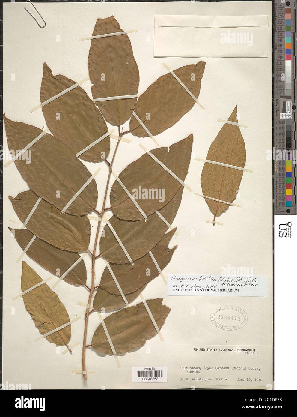 Anogeissus latifolia Anogeissus latifolia. Stock Photo