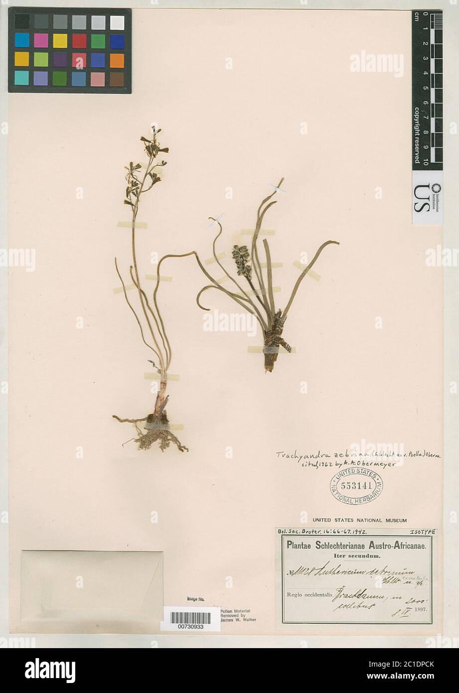 Anthericum zebrinum Schltr ex Poelln Anthericum zebrinum Schltr ex Poelln. Stock Photo