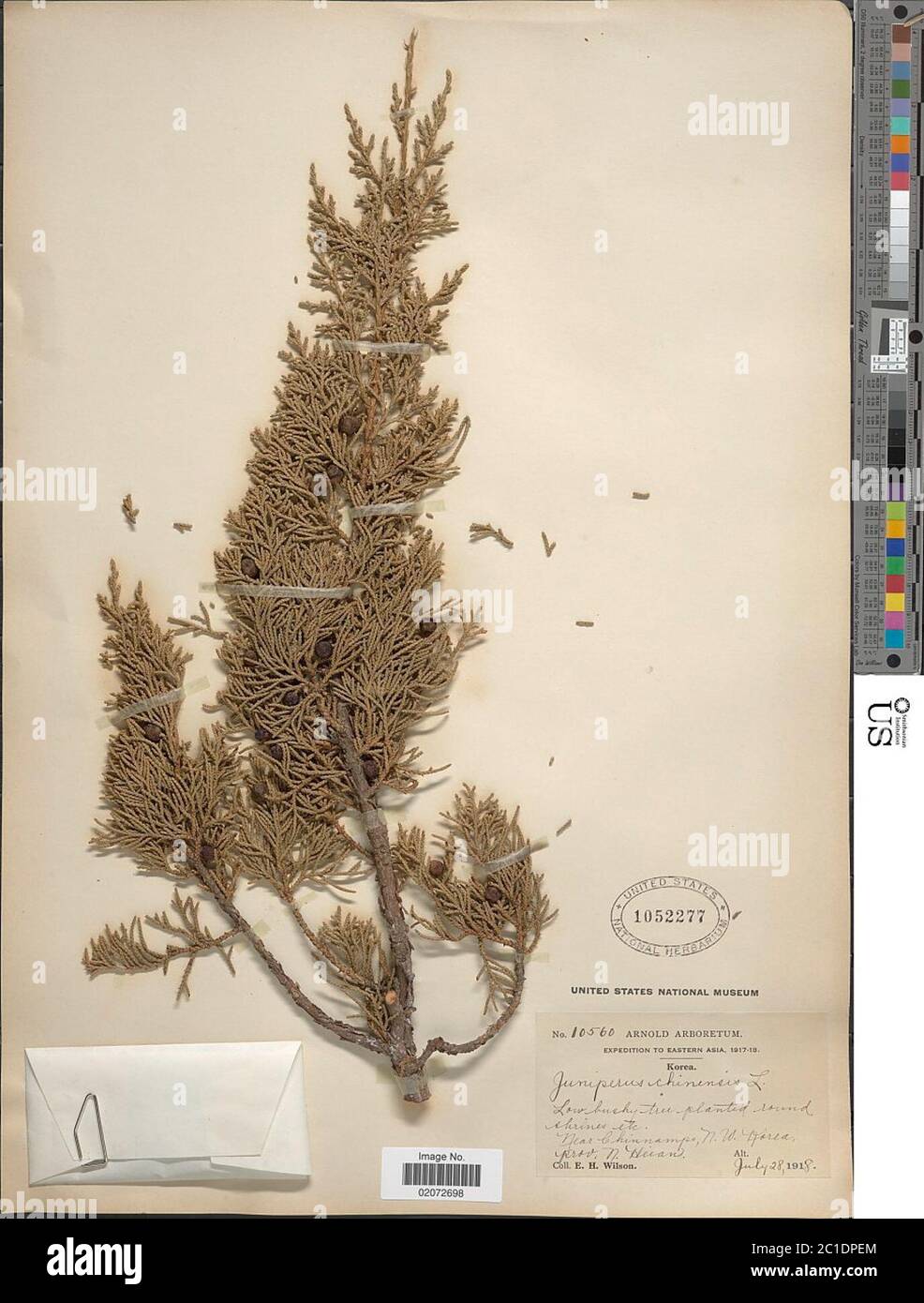 Juniperus chinensis L Juniperus chinensis L Stock Photo Alamy