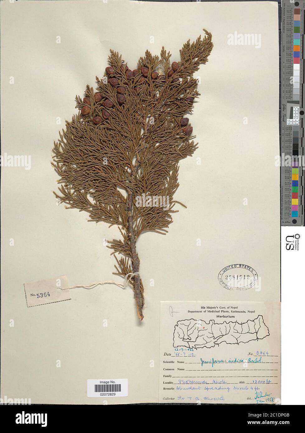 Juniperus indica Bertoloni Juniperus indica Bertoloni. Stock Photo