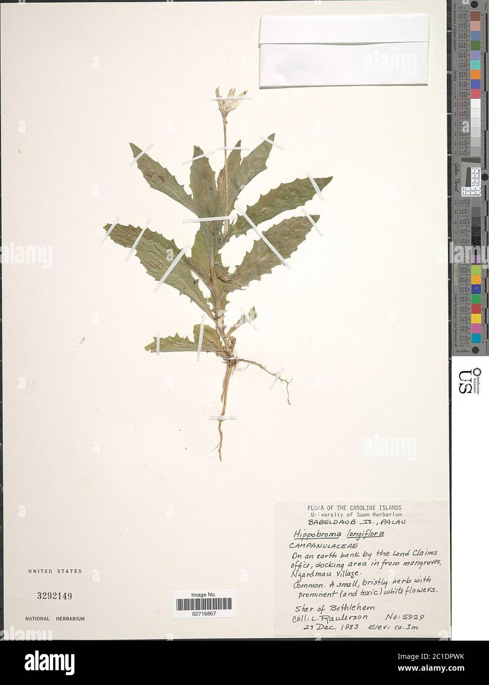 Wagner D0288.jpg Hippobroma longiflora L G Don. Stock Photo