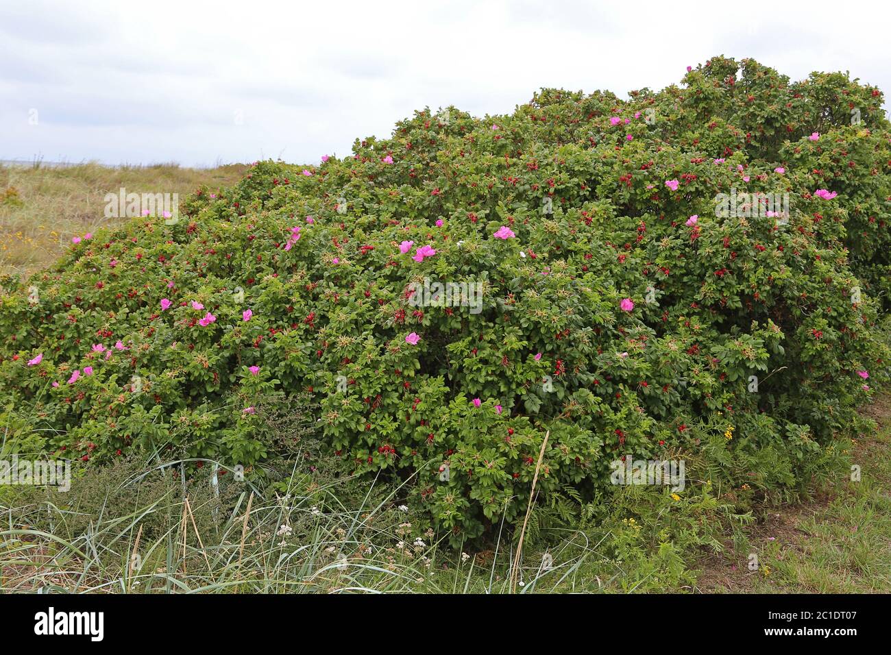 Dune rose hi-res stock photography and images - Alamy