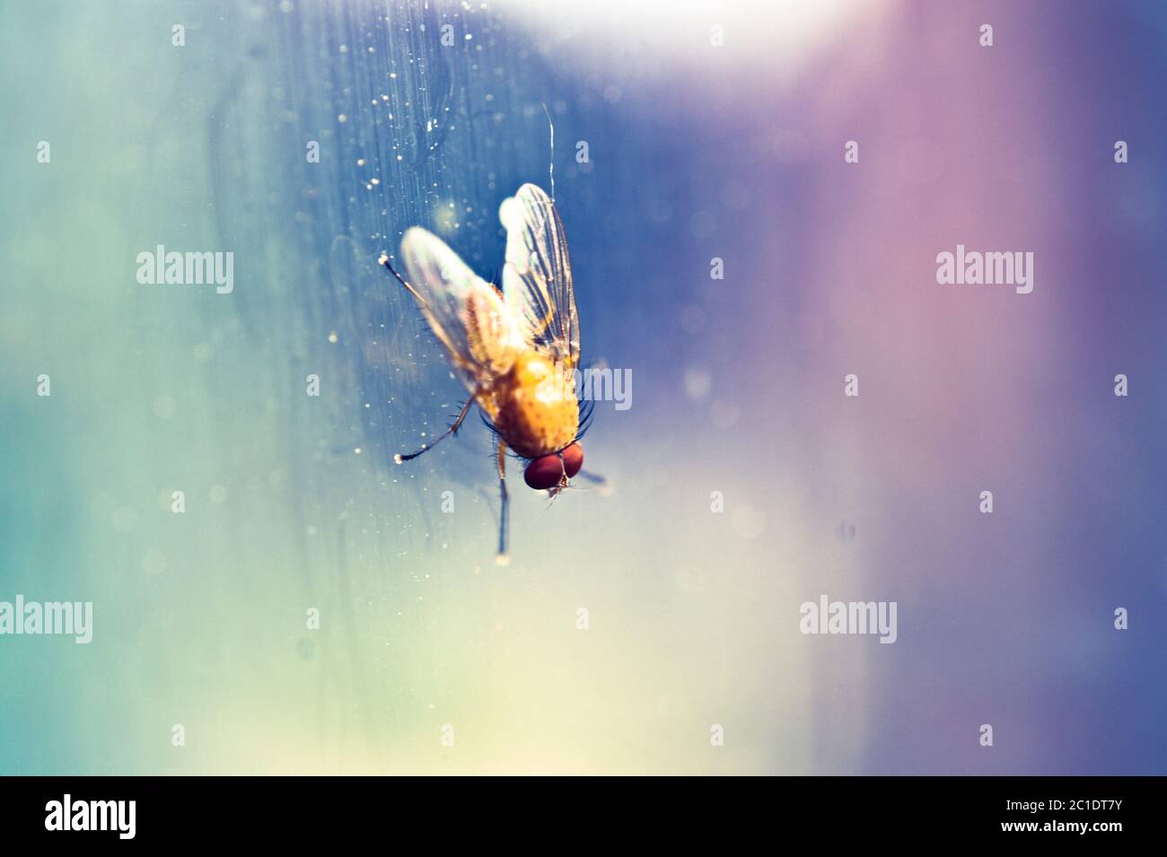 Camptoprosopella fly on a window Stock Photo
