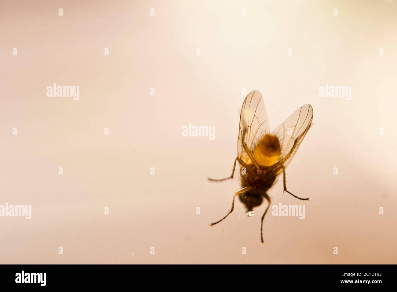 Camptoprosopella fly on a window Stock Photo