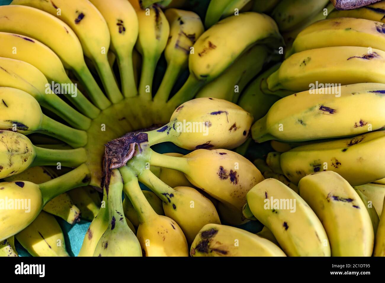 Bunches of bananas Stock Photo