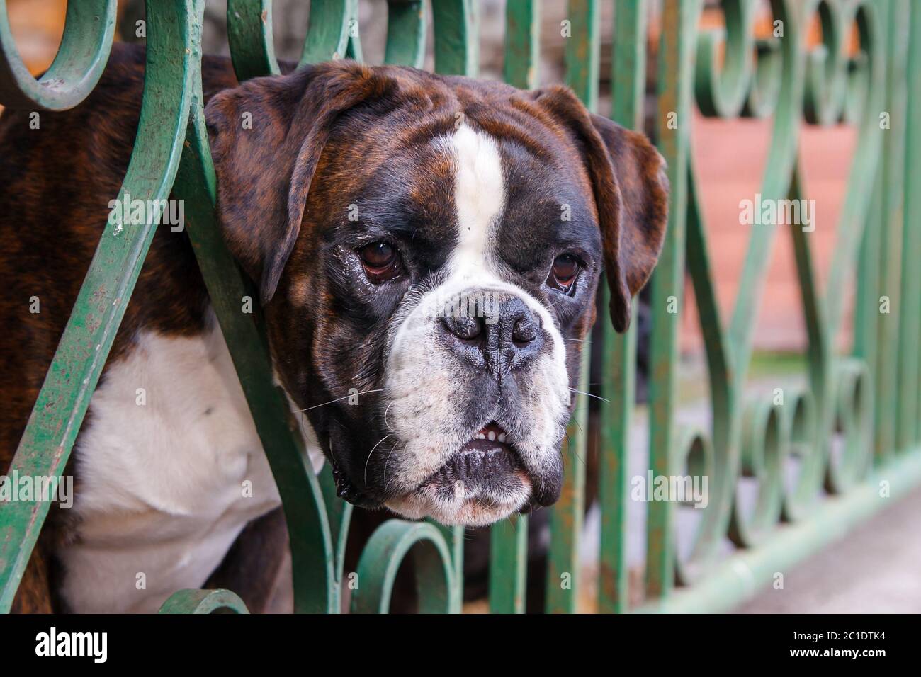Dog looks through fence Stock Photo Alamy