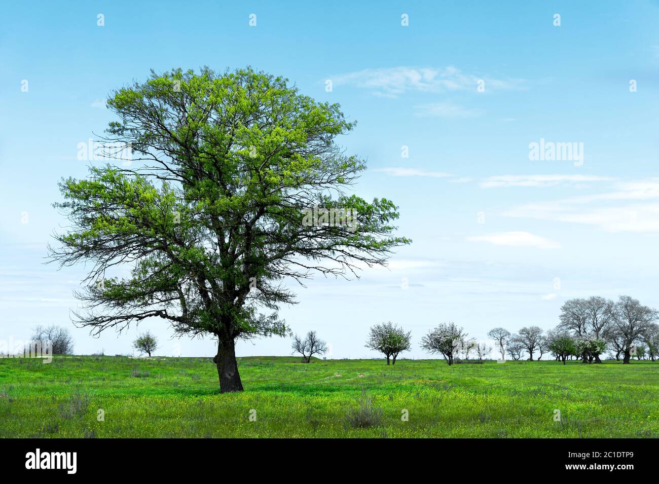 Lonely green tree in the middle of a meadow field against a blue sky ...