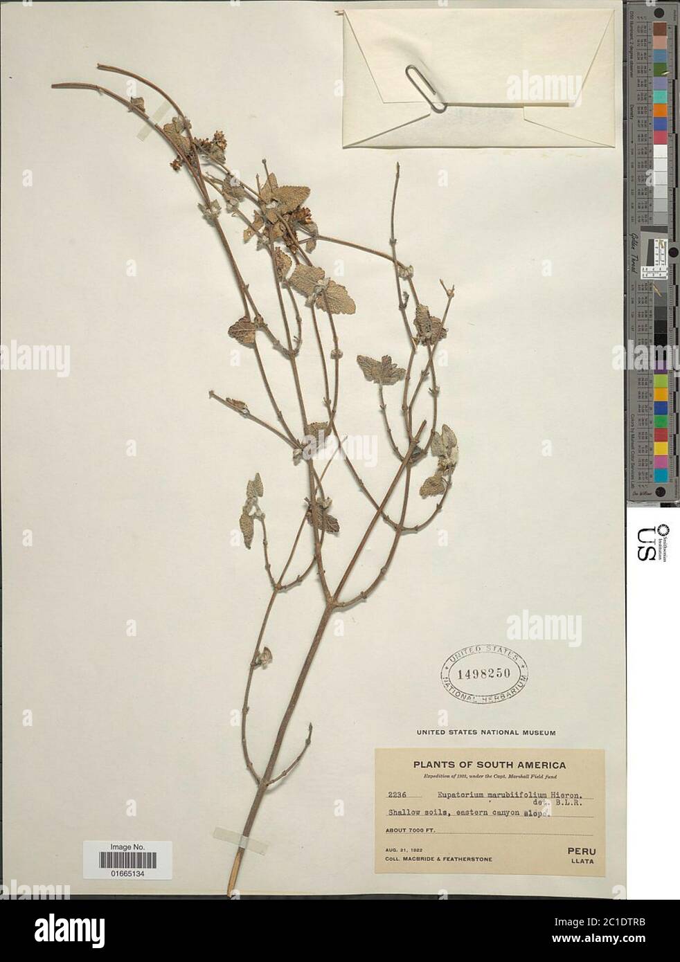 Cronquistianthus marrubiifolius Hieron RM King H Rob Cronquistianthus marrubiifolius Hieron RM King H Rob. Stock Photo