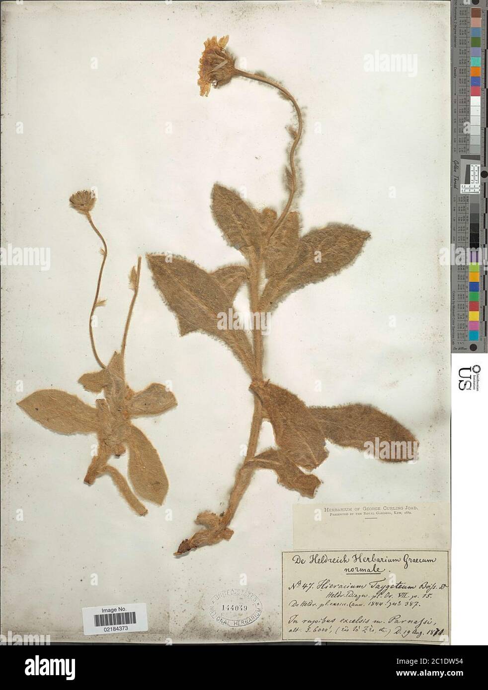Hieracium taygeteum Boiss Heldr Hieracium taygeteum Boiss Heldr. Stock Photo