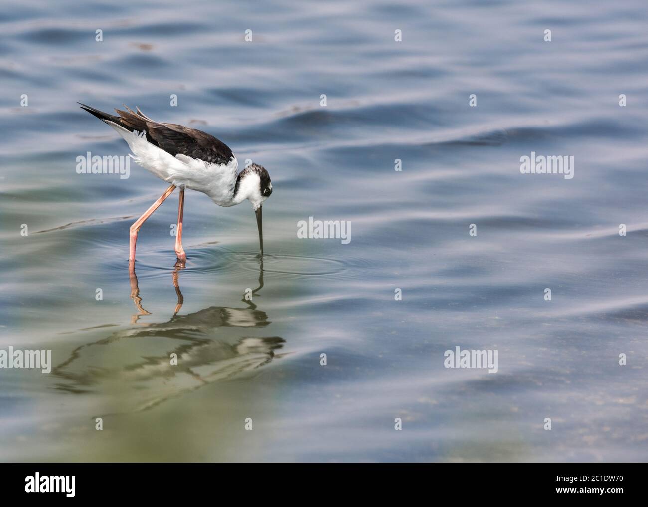 Black Necked Stilt Bird Wading in the Water Stock Photo - Alamy