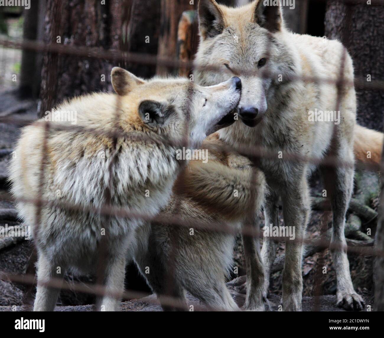 Polar wolf behind bars, summer color Canis lupus tundrarum. Breeding Kennel for wolves and wolf-dog hybrid. Wolf in a large encl Stock Photo