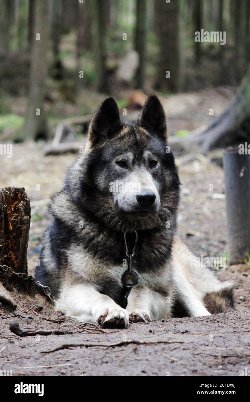 cross between an wolf Canis lupus tundrarum and an Alaska Malamute. Breeding Kennel for wolves and wolf-dog hybrid Stock Photo