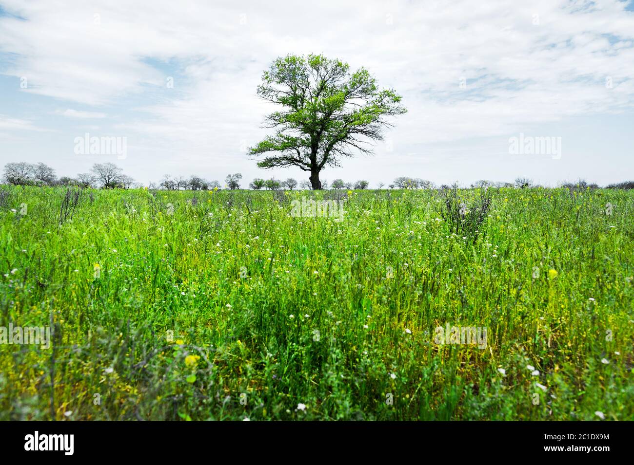 Lonely green tree in the middle of a meadow field against a blue sky ...