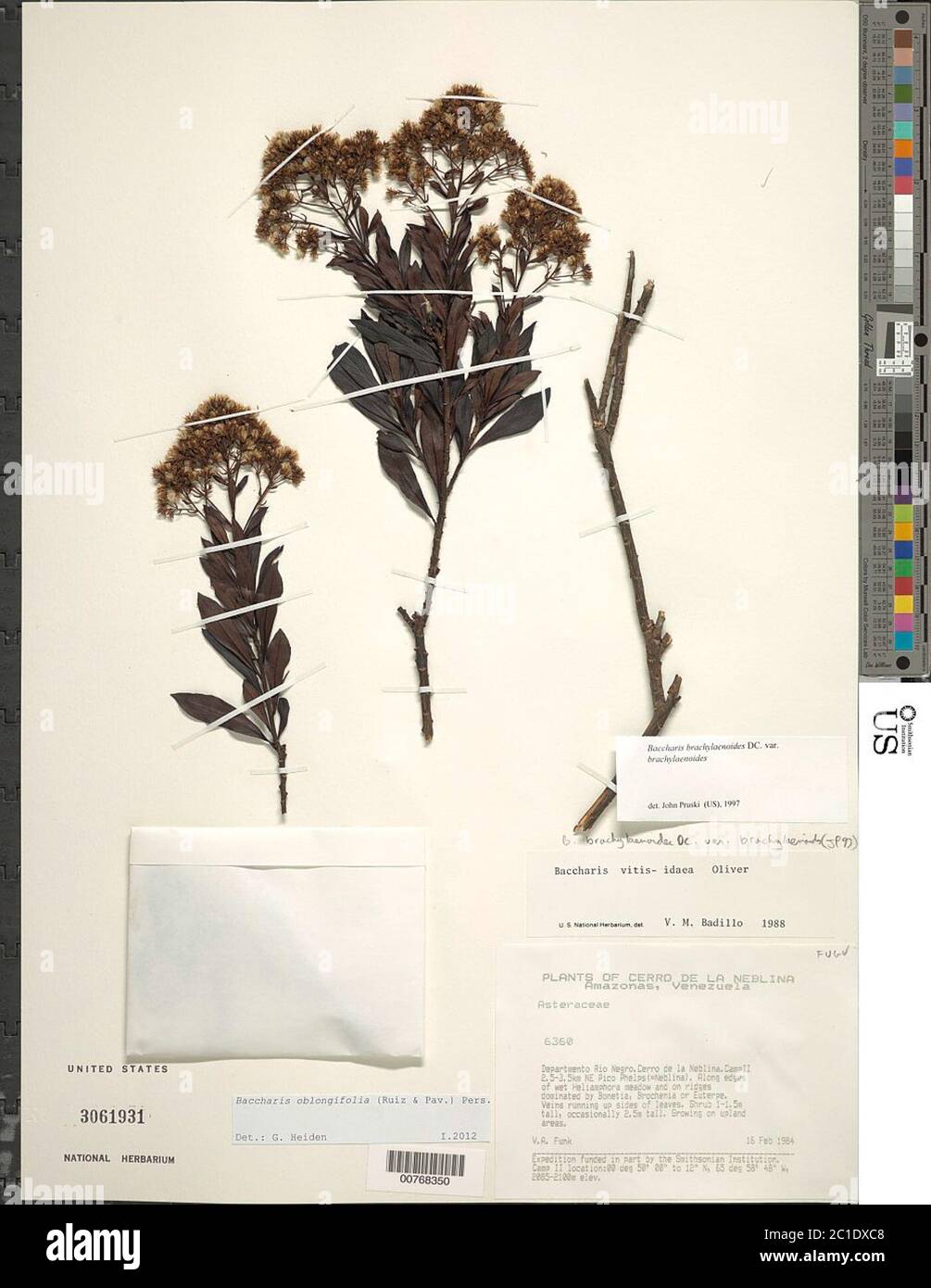 Stocks Pers Baccharis oblongifolia Ruiz Pav Pers Baccharis oblongifolia Ruiz Pav ...