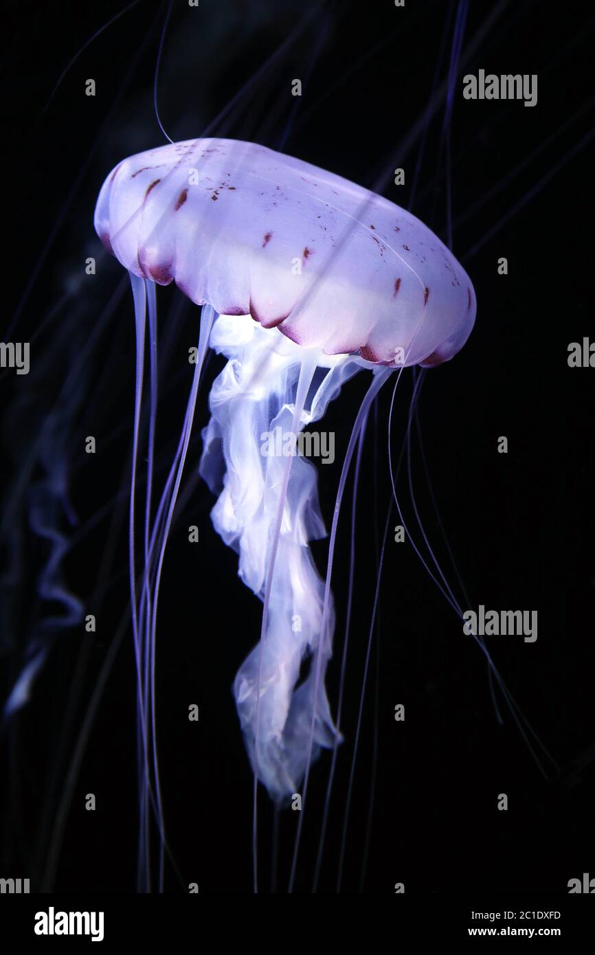 compass jellyfish chrysaora hysoscella Stock Photo