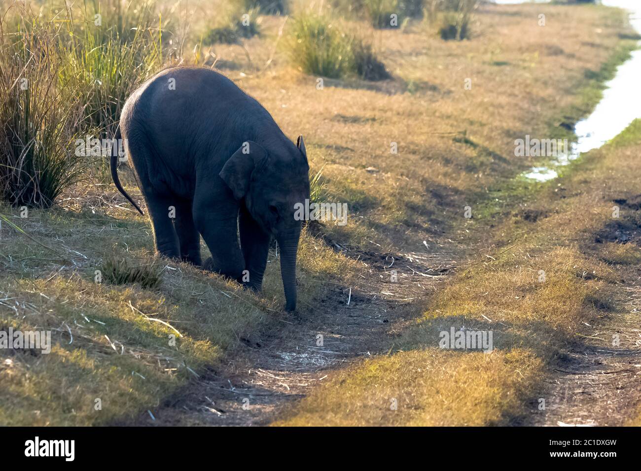 Baby Indian elephant (Elephas maximus indicus) with Ramganga Reservoir in background - Jim Corbett National Park, India Stock Photo