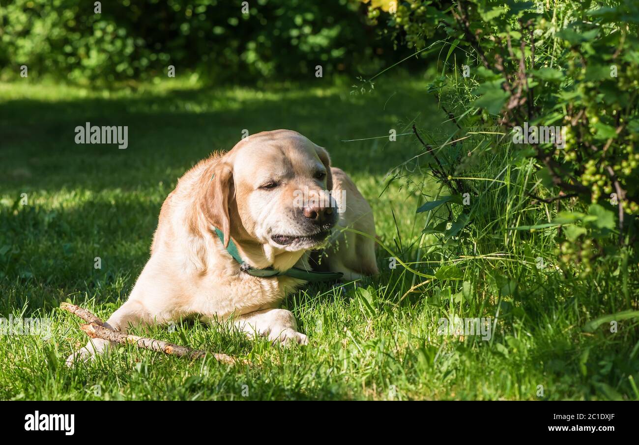 Dog Labrador retriever lies on grass and eats grass Stock Photo - Alamy