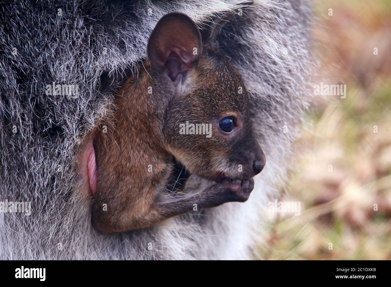 throw subls at kangaroo baby from red-neck wallaby macropus rufogriseus Stock Photo