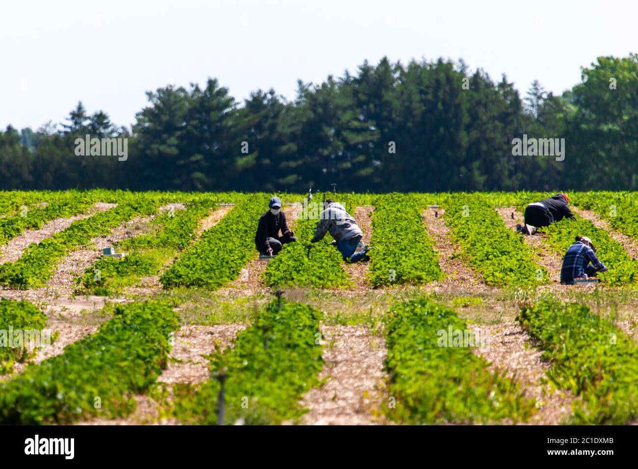 Talbotville, Canada - June 15, 2020. June in Southwestern Ontario means the start of Strawberry season. Farm workers and customers pick strawberries from an orchard in Southwestern Ontario. Mark Spowart/Alamy Live News Stock Photo