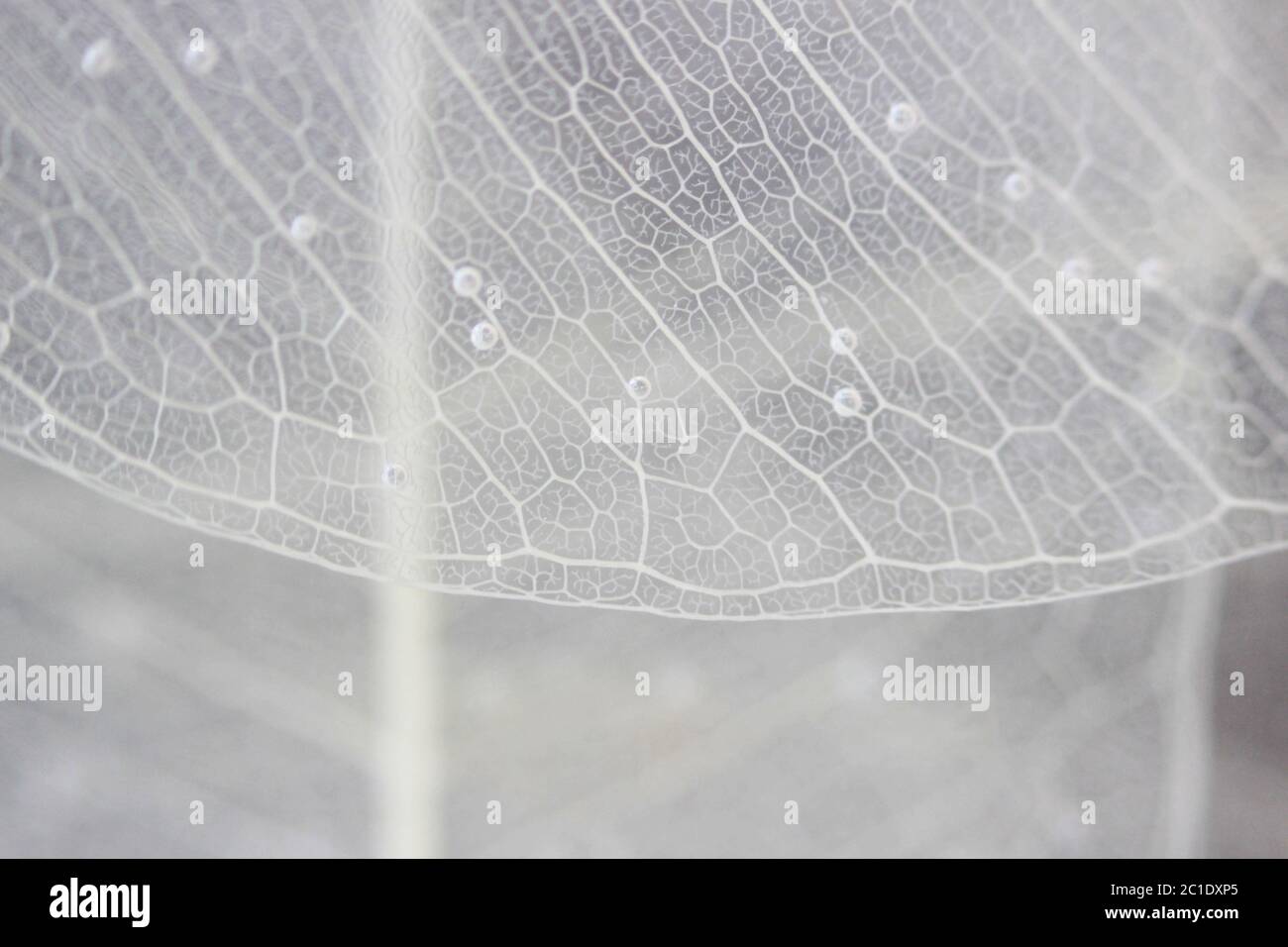 Macro structure white delicate skeletonized leaf of ficus Ficus benjamina in water and air bubbles Stock Photo