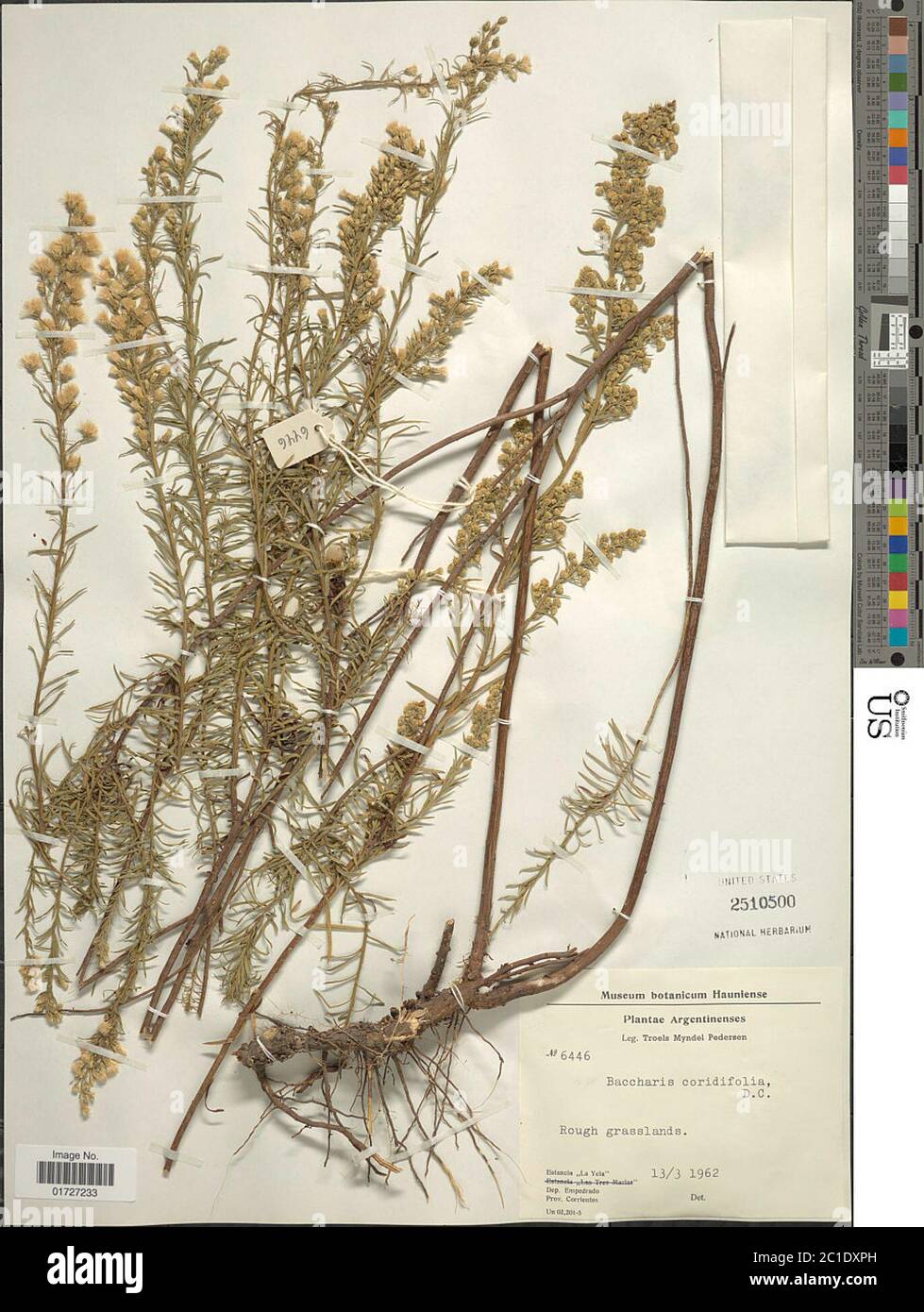 Baccharis coridifolia DC Baccharis coridifolia DC Stock Photo Alamy