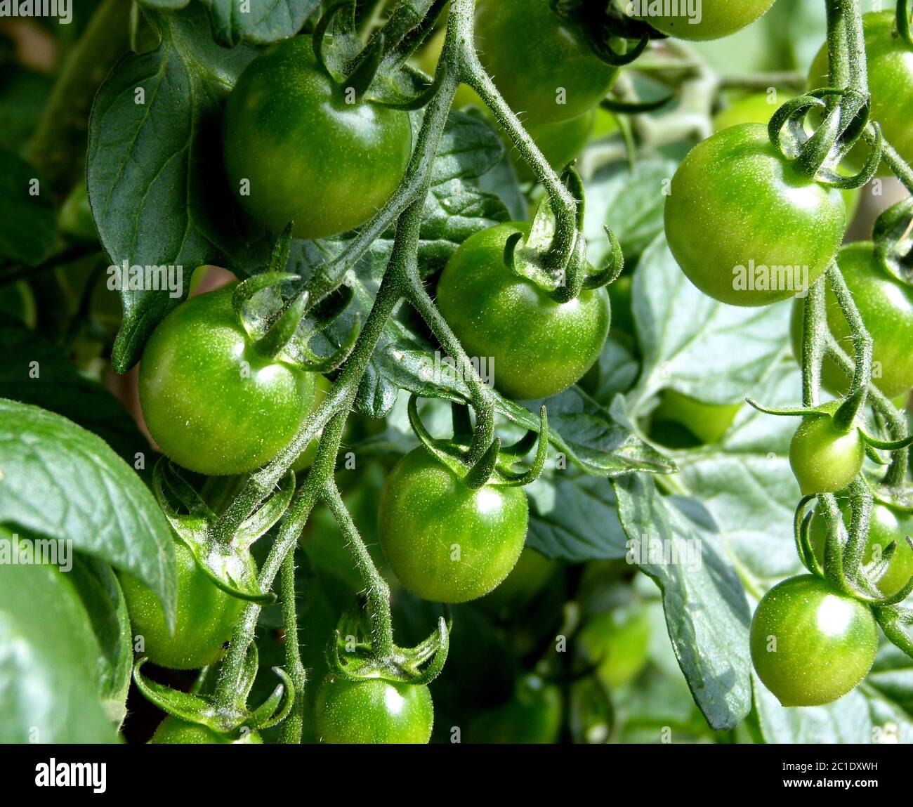 Still immature tomatoes on the bush Stock Photo