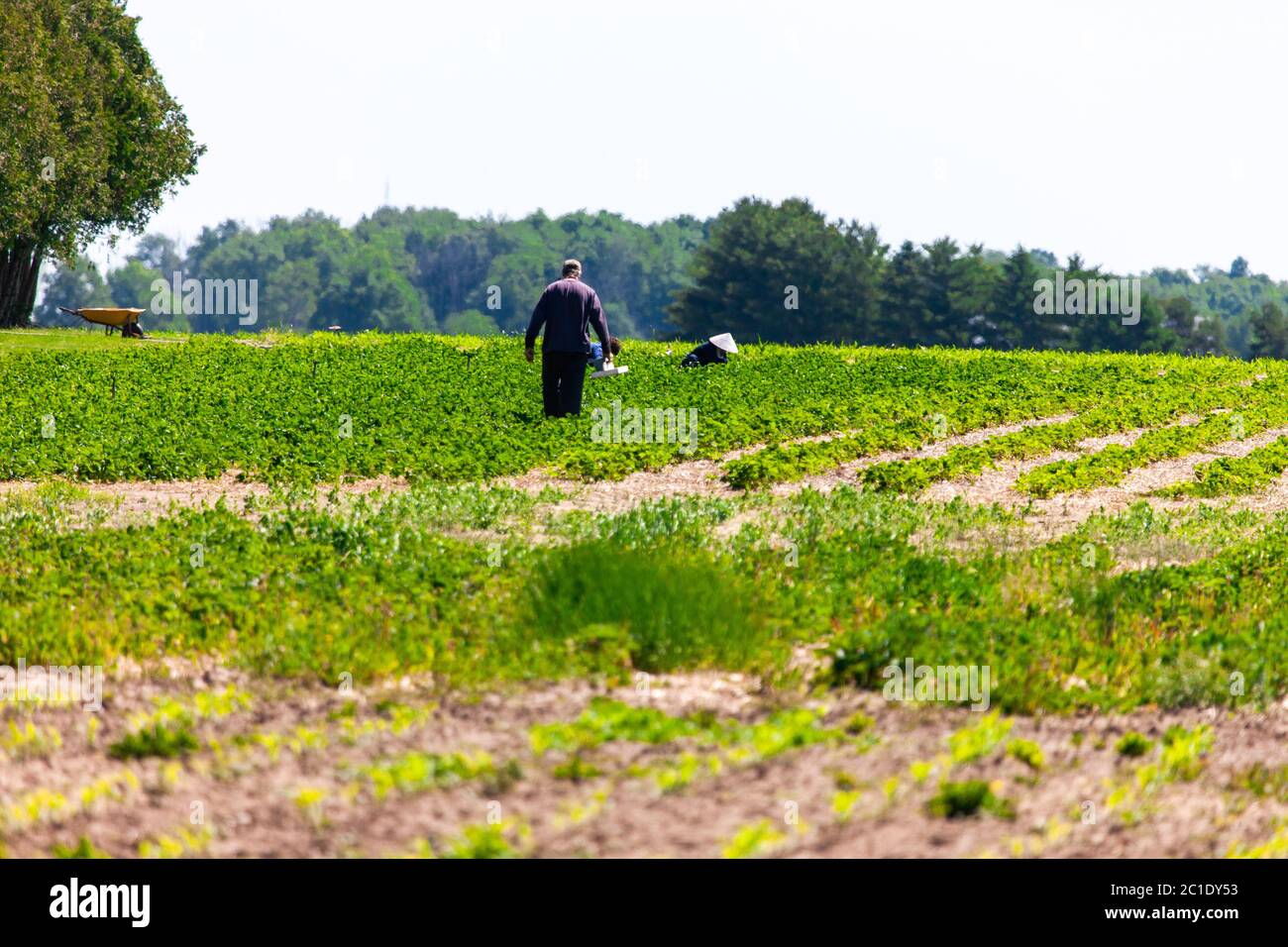 Talbotville, Canada - June 15, 2020. June in Southwestern Ontario means the start of Strawberry season. Farm workers and customers pick strawberries from an orchard in Southwestern Ontario. Mark Spowart/Alamy Live News Stock Photo
